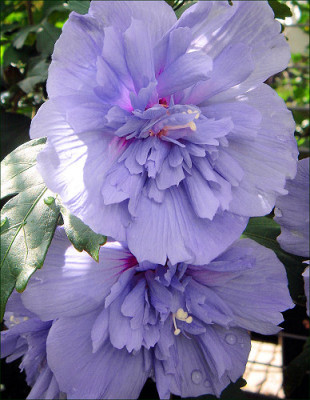 Hibiscus_Blue_Chiffon.jpg