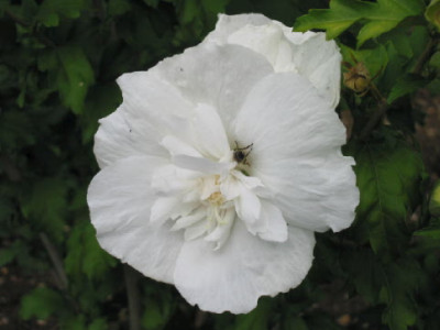 Hibiscus_weiss_gef_Juli_08.jpg