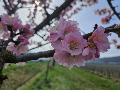 Mandelblüte Prunus dulcis 20240303_134826.jpg