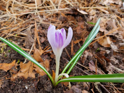 Crocus mini gestreift.jpg