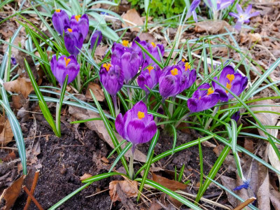 Crocus heuffelianus Dark Eyes.jpg