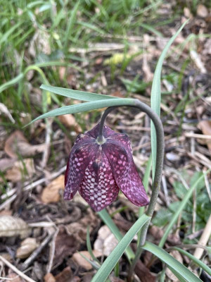 Fritillaria meleagris Blüte 2024.jpg