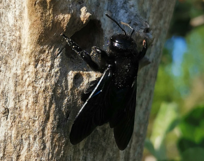 Xylocopa ssp.jpeg