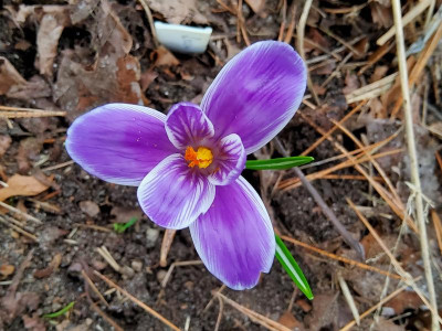 Crocus violett weißer Rand gestreift 1.jpg