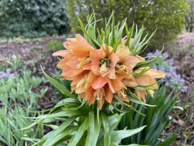 Fritillaria Dinges 2024.jpg