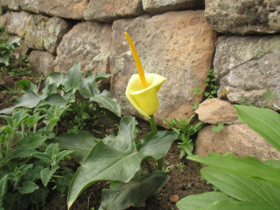 Arum creticum 20240331_01.JPG