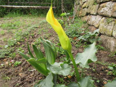 Arum creticum 20240401_01.JPG