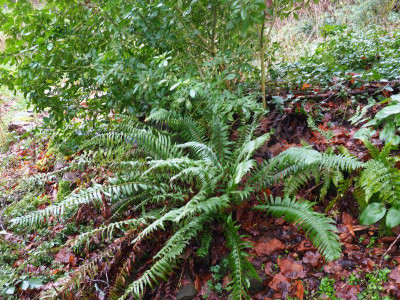 Polystichum munitum PC230170.JPG