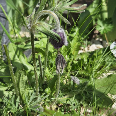 Pulsatilla pratensis 20240406_155342.jpg