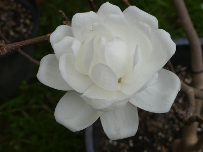 2024-04-07 Magnolia 'Barbara' 1.jpg