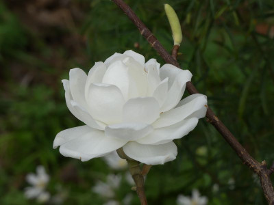 2024-04-07 Magnolia 'Barbara' 2.jpg