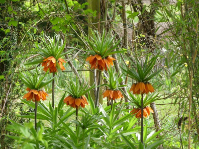 2024-04-07 Fritillaria 2.jpg