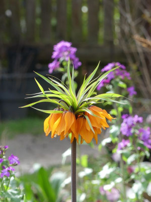 2024-04-07 Fritillaria 4.jpg