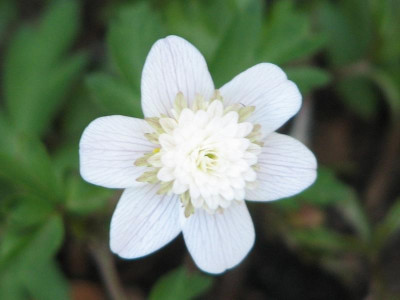 Anemone nemorosa Pink Delight 2010.jpg