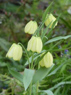 2024-04-13 Fritillaria pallidiflora 1.jpg