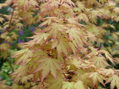 2024-04-13 Acer 'Orange Dream' 1.jpg