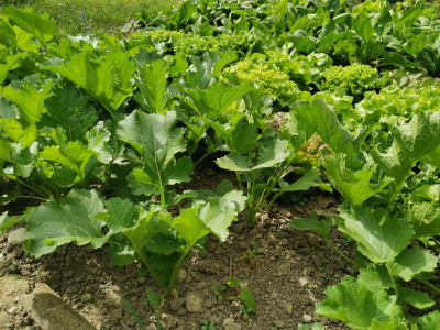 Cima di rapa 20240414.jpeg