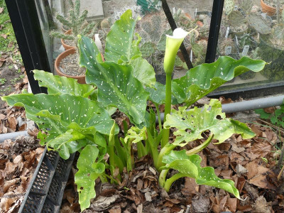 2024-04-18 Zantedeschia 'White Giant'.jpg