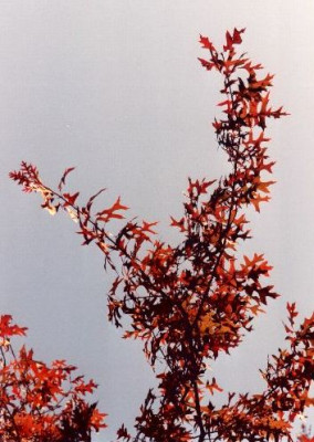 Quercus_palustris_im_OBBY_Herbst.jpg