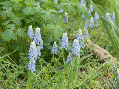 2024-04-17 Muscari 'Peppermint'.jpg