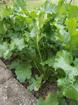 Cima di rapa 20240429.jpeg