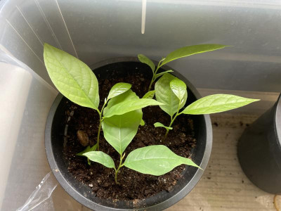 Asimina triloba Germination.jpg