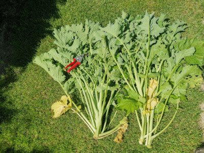 Cima di rapa Ernte.jpeg