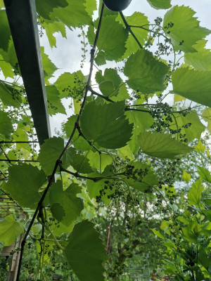 Ontario Minimalschnitt Pergola.jpeg