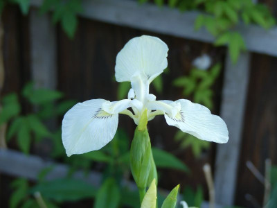 2024-05-26 Iris pseudacorus 'Junges White Selection'.jpg