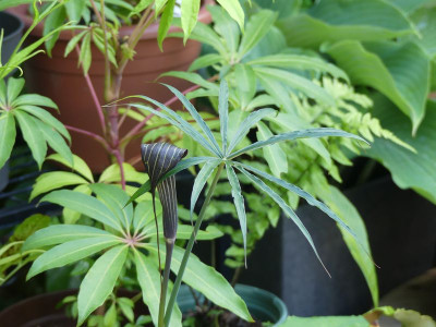 2024-05-28 Arisaema consanguineum 'Red Form'.jpg