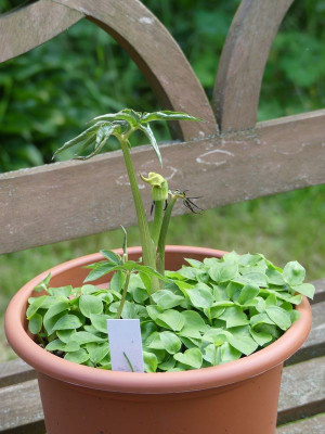 2024-05-28 Arisaema flavum.jpg