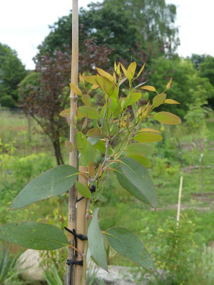 2024-05-30 Eucalyptus pauciflora debeuzevillei 1.jpg