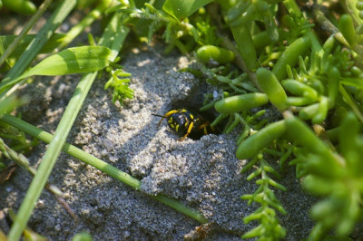 Sand-Knotenwespe_Cerceris arenaria.jpg