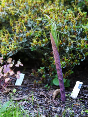 2024-06-25 Arisaema ciliatum var liubaense.jpg