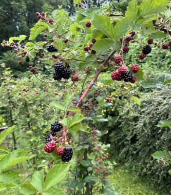 Brombeer 2.jpg