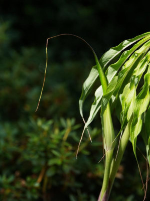 2024-06-29 Arisaema ciliatum var liubaense 02.jpg