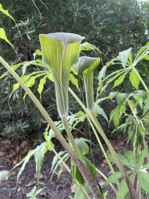 Arisaema consanguineum Juli 2024.jpg