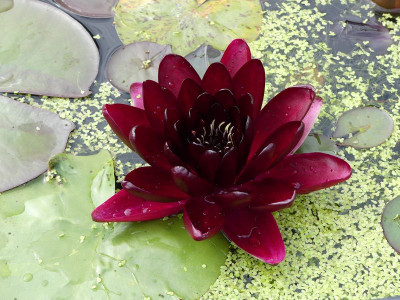 2024-07-12 Nymphaea 'Black Princess' 1.jpg