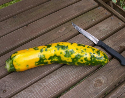 zucchini_krank.jpg