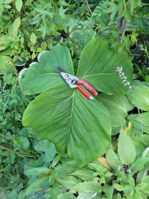 2024-07-22 Arisaema costatum.jpg