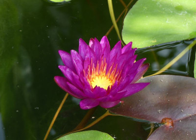 2024-07-28 Nymphaea 'Purple Fantasy' 1.jpg