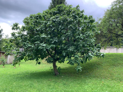 Baum in Bordano