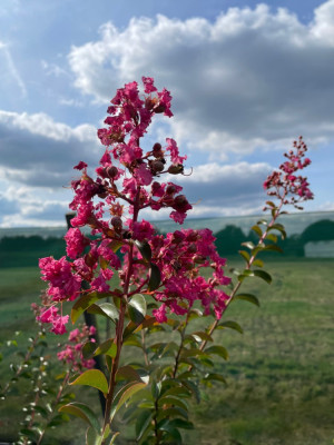 Lagerstroemia Turenne September 2024.jpg