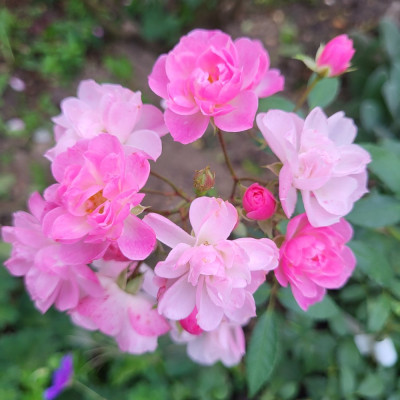 Heavenly Pink, Moschatahybride