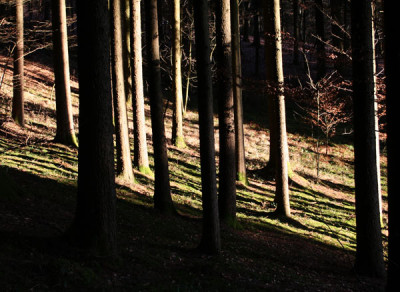 Januar-Wald-1.jpg