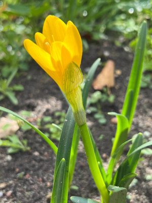 Sternbergia lutea