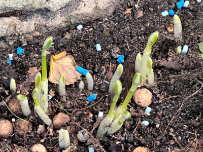 Galanthus r. o.  oder peshmenii