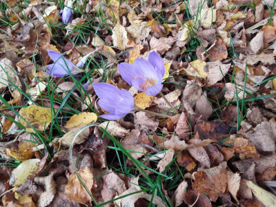 Crocus speciosus