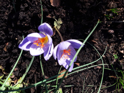 Crocus speciosus