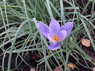 Crocus speciosus